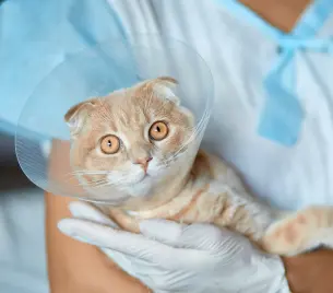 Yunusemre Veteriner Kliniği - Kedi