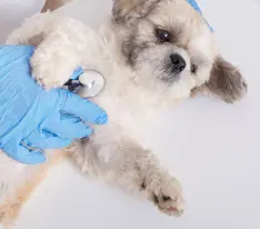 Yunusemre Veteriner Kliniği - Köpek