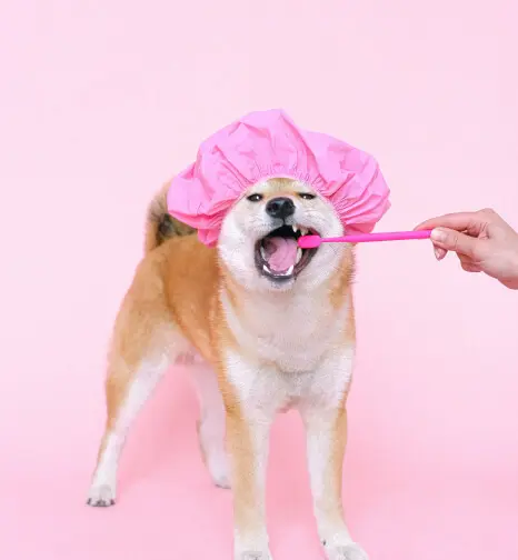 Yunusemre Veteriner Kliniği - Pet Kuaför ve Bakım Hizmeti