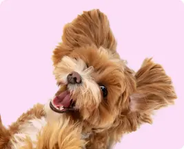 Yunusemre Veteriner Kliniği - Tüy Bakımı Görseli